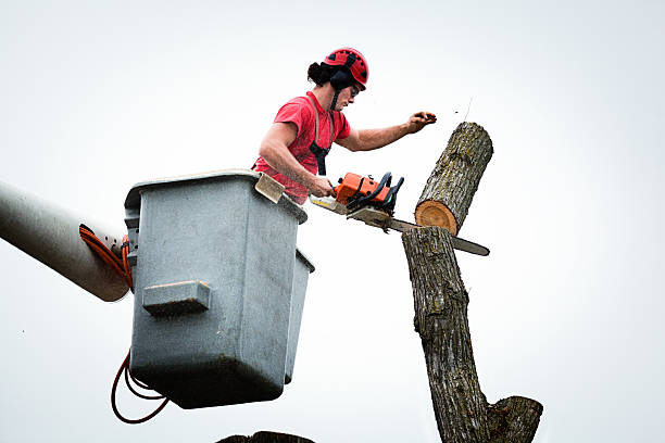 Best Tree Disease Treatment  in Shippensburg, PA